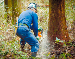 山で木を伐採