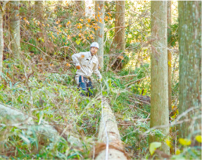 丸太の玉切り・運搬